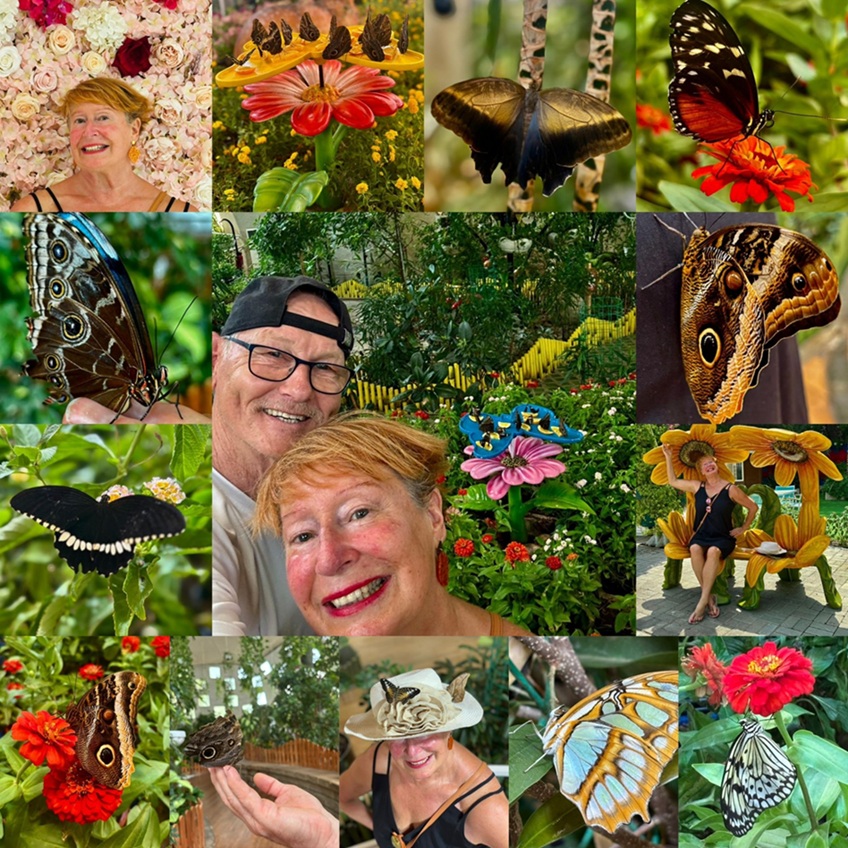 Butterflygarden Dubai